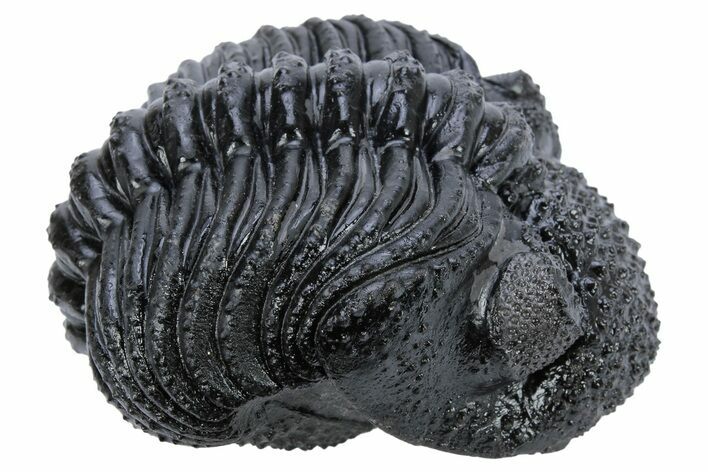 Partially Enrolled Drotops Trilobite - Excellent Eye Facets #222350